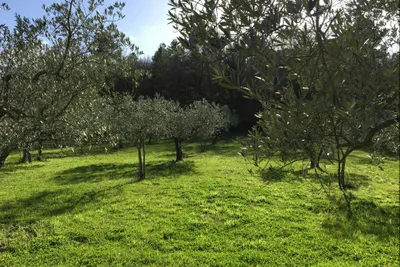 Agricampeggio Borgo Agna - Standplatzwiese auf dem Campingplatz