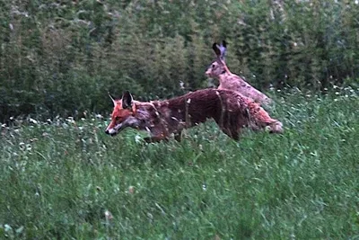 Altes Verwalterhaus - Campingplatz mitten in der Natur