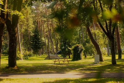 Zelt auf einem Campingplatz im Wald, Picknicktisch und Stromkasten am Weg, umgeben von hohen Bäumen und Wiese.