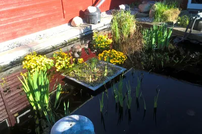 Bjerge Sydstrand Camping - Garten mit Fischteich auf dem Campingplatz