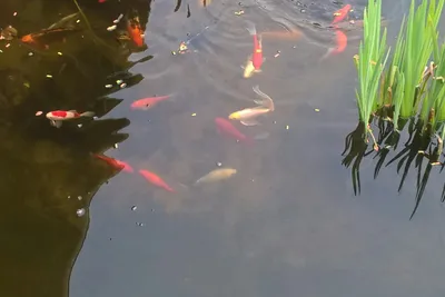 Bjerge Sydstrand Camping - Fischteich auf dem Campingplatz