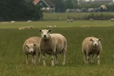 Boerderijcamping De Hal