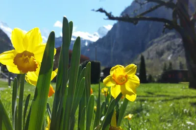 Camping Breithorn - regionale Blumen des Campingplatzes Umgebung