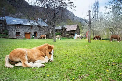 Camping Bordes de Graus  - Pferde  auf dem Campingplatz