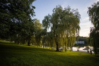 Camping am See International - Liegewiese am See