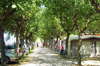 Camping Arcobaleno - Allee auf dem Campingplatz mit Stellplätzen zwischen den Bäumen