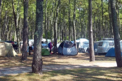 Camping Bremontier - Stellplätze auf der Wiese unter den Seekiefern