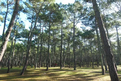 Camping Bremontier  -  Stellplätze  im Schatten der Bäume 