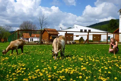 Camping Chvalšiny - Streichelzoo auf dem Campingplatz