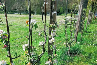 Camping de Bourg Charente - Bepflanzung auf dem Campingplatz