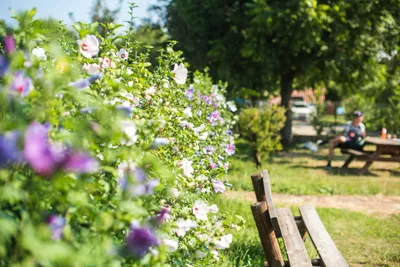 Camping des Barolles - Blühende Natur auf dem Campingplatz