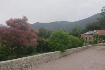 E Canicce - Bild 2