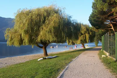 Camping Gardenia  -  Campingplatz mit direktem Zugang zum Lago di Como