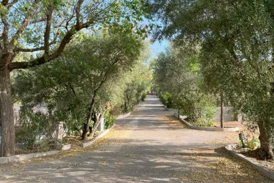 Camping Granada - Hauptstraße auf dem Campingplatz