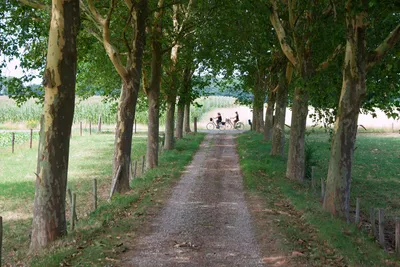 Hoeve Linnerveld - Fahrrad- und Spazierweg in der Umgebung des Campingplatzes