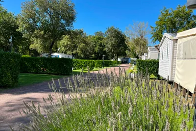 Stellplatz mit Wohnwagen, Lavendel und Hecken entlang eines Kieswegs, im Hintergrund Bäume und ein weißes Gebäude.