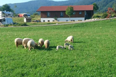 Camping Lindlbauer - Kühe auf der Wiese  vor dem Campingplatz