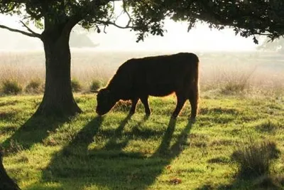 Camping Midden Drenthe