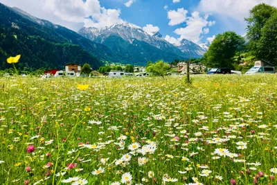 Camping Muglin - blumiges Feld in der Nähe vom Campingplatz mit Blick auf die Berge
