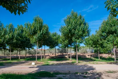 Camping Playamonte - Standplätze zwischen den Bäumen auf dem Campingplatz
