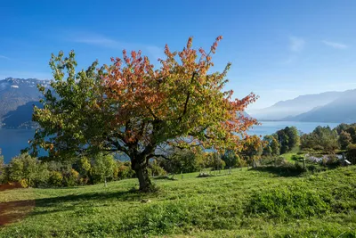 Camping Stuhlegg  -  Zeltplatz vom Campingplatz mit Blick auf den See und die Berge