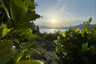 Blick vom Campingplatz durch Büsche auf einen See und die untergehende Sonne am Horizont.