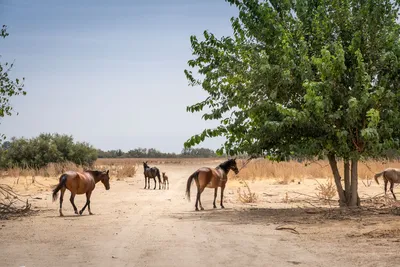 Huttopia Parque Doñana - Bild 4