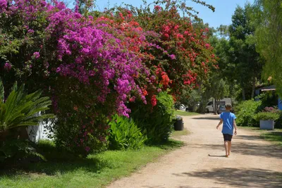 Camping Village Orri - Grüner Weg auf dem Gelände vom Campingplatz