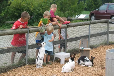 Camping Waldhof  - Kinder am Streichelzoo auf dem Campingplatz