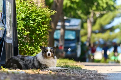 Camping Zelena Laguna - Hunde willkommen auf dem Campingplatz