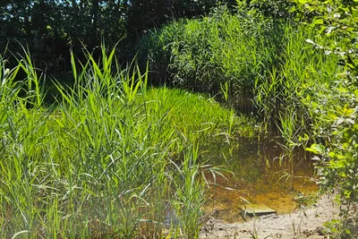 Grünes Gras am Ufer mit klarem Wasser und Steinen, im Hintergrund dichter Bewuchs und Büsche.