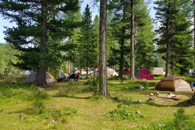 Camping Morteratsch - Zeltplätze umringt von Wald auf dem Campingplatz