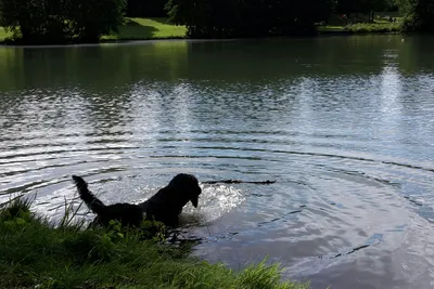 Camping und Erholungspark Nord-Elm - Camping mit Hunden