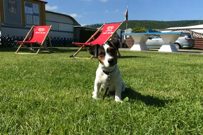Camping am Fluss - Hundewelpe auf dem Campingplatz mit Tischtennisplatte im Hintergrund