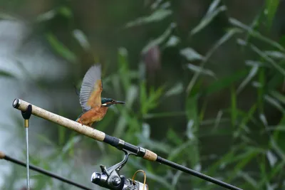 Camping De Linderbeek - Blick auf einen Vogel auf dem Campingplatz