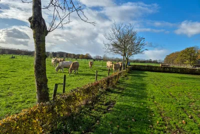 Camping De Menmoerhoeve - Kühe grasen auf einer Weide am Campingplatz