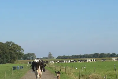 De Vergulde Hand