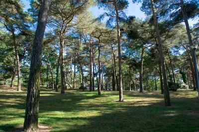 Domaine de la Pinède - Standplätze zwischen den Bäumen auf dem Campingplatz
