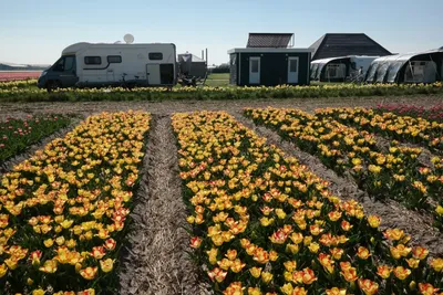 Camping Duinzoomhoeve - Tulpenwiese