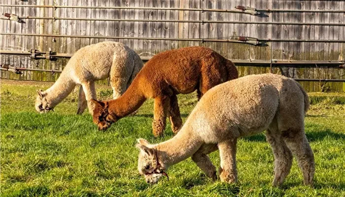 FarmCamps Alpacafarm Vorstenbosch
