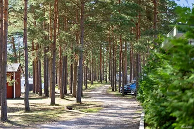 First Camp Åhus - Grüner Waldweg zwischen den Bäumen auf dem Campingplatz 