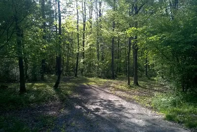 Camping Gäsi  - Stellplatz im Waldstück am Campingplatz