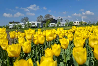 Camping Heerlijk Plekkie - Standplätze neben den Tulpenfeldern in Flevoland
