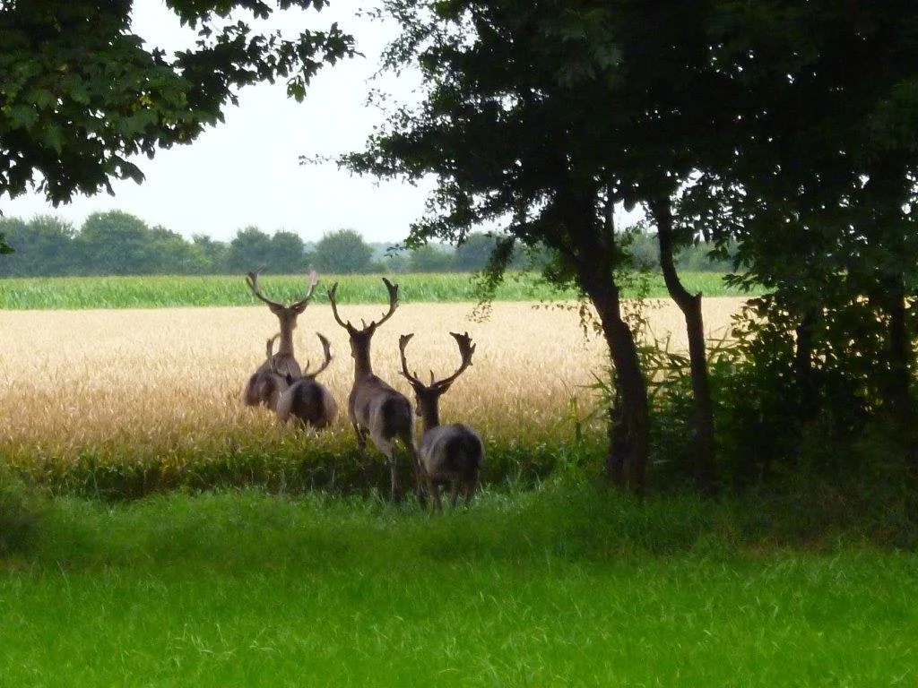 Hoekvliet