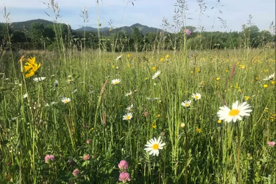 Kohlhofmühl Camping - Camping in der blühenden Natur