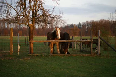 Kur-Camping Rumkerhof  - Ponys auf dem Campingplatz