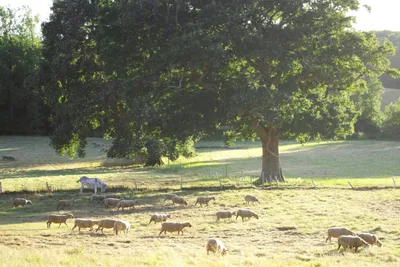 Camping La Bergerie
