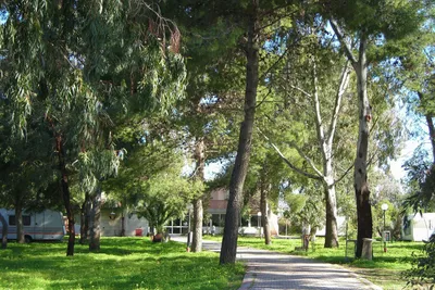 Camping La Palma - Stellplatzwiese mit Bäumen