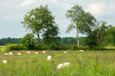 Landgoed Tolhek