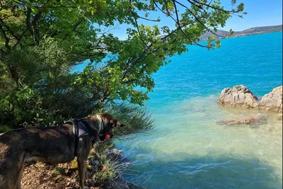 Camping le Galetas - Hunde willkommen